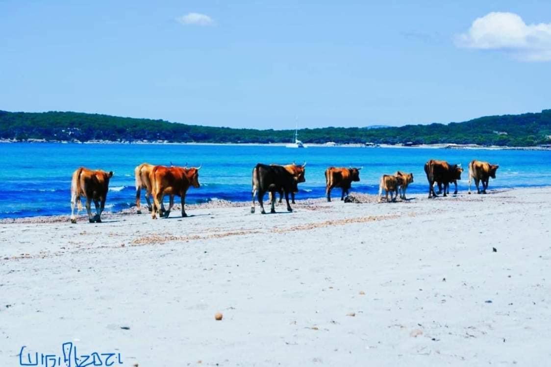 Agriturismo Santa Lucia Tratalias Экстерьер фото